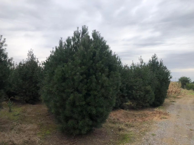 白皮松在城市公园中的绿化应用