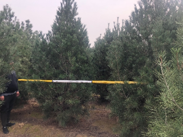 白皮松在公园中的绿化应用