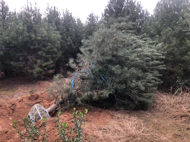 白皮松移植现场