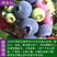 蓝莓苗蓝丰黑珍珠奥尼尔薄雾等品种齐全量大优惠