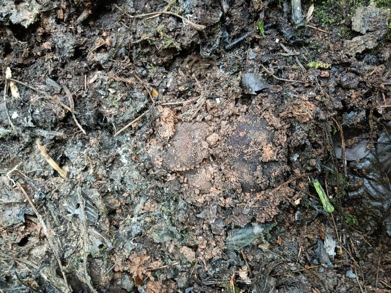 云南省五台山野生松露支持电商.微商.拼多多.淘宝.天猫…