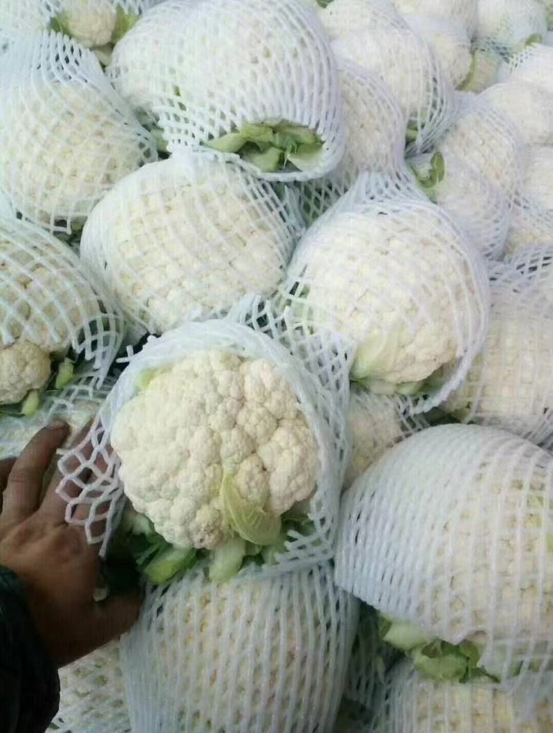本地松花实花大量上市，产地直发需要的老板可以选购