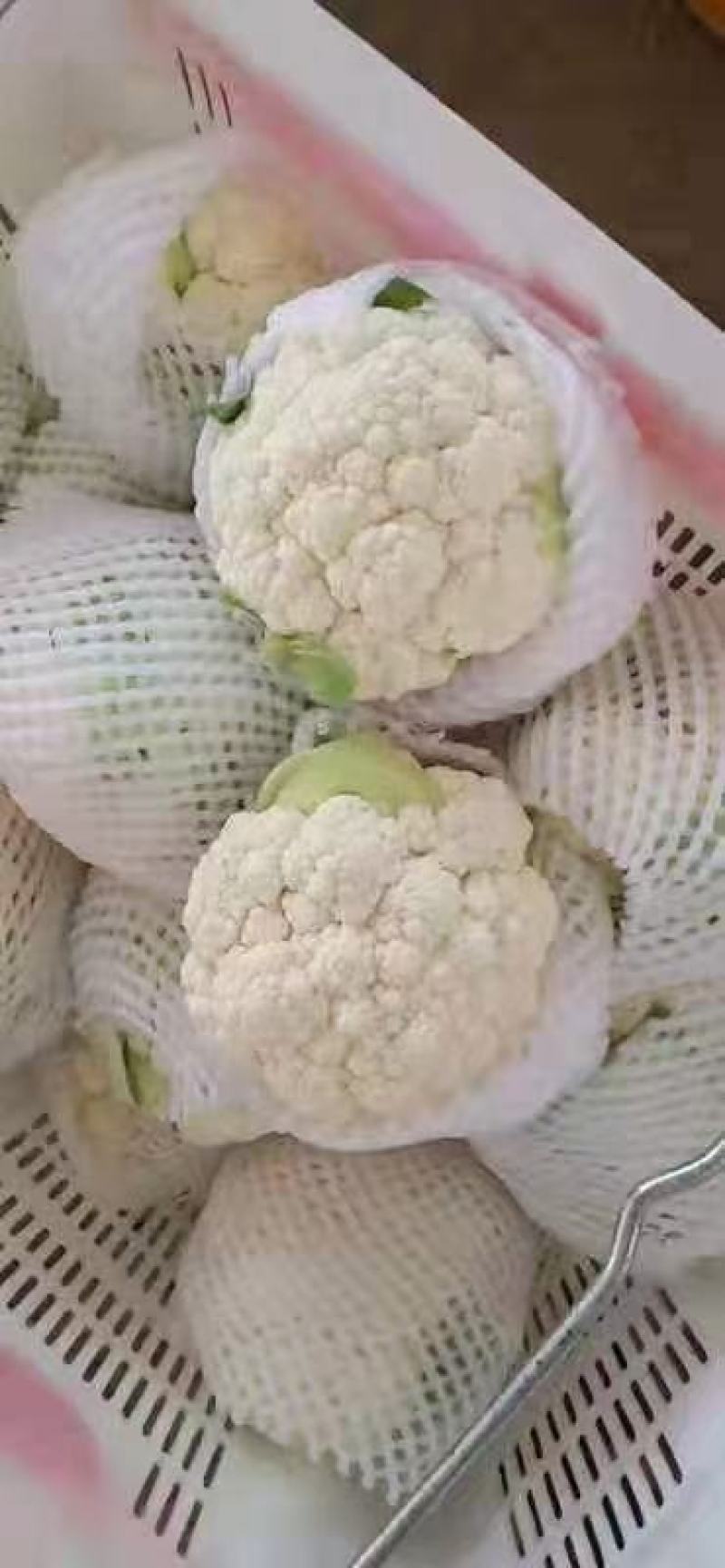 本地松花实花大量上市，产地直发需要的老板可以选购