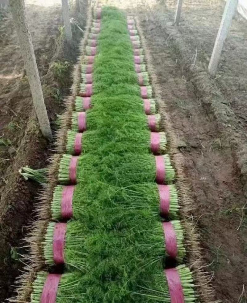 产地一手货源精品茴香苗大量现货需要的老板前来采购