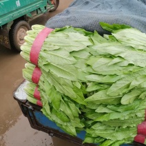 本地精品油麦大量上市需要的老板提前预订了