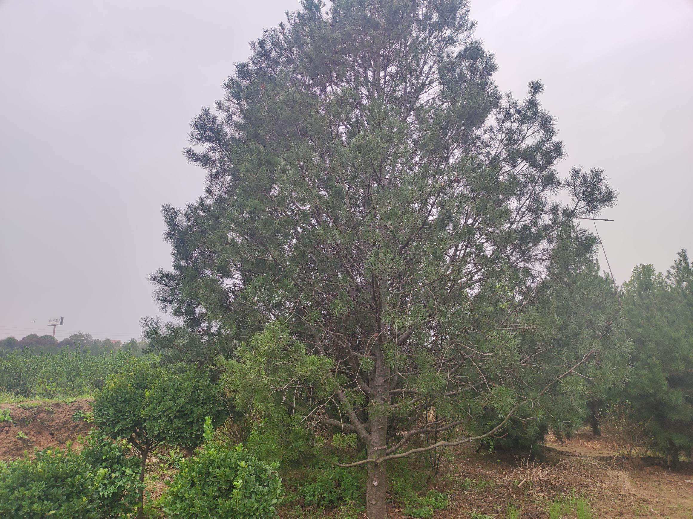 园林中孤立种植的大型白皮松全景