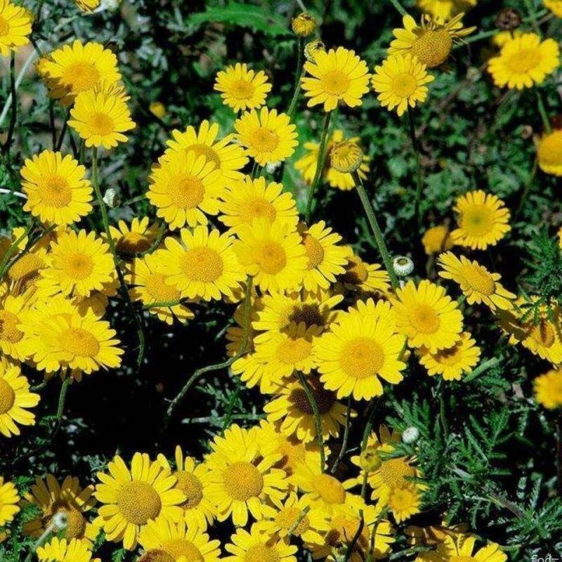 春白菊春黄菊种子多年生宿根花卉籽耐寒庭院室外景观绿化花草