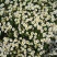 春白菊春黄菊种子多年生宿根花卉籽耐寒庭院室外景观绿化花草