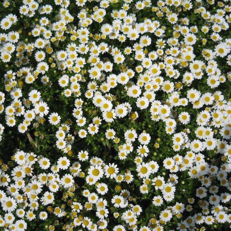 春白菊春黄菊种子多年生宿根花卉籽耐寒庭院室外景观绿化花草