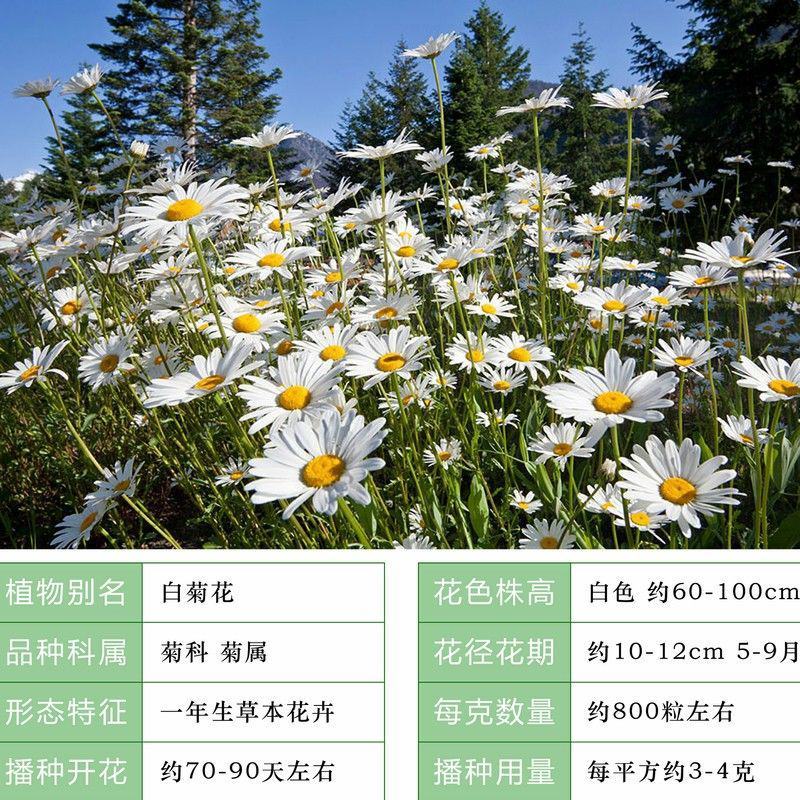 春白菊春黄菊种子多年生宿根花卉籽耐寒庭院室外景观绿化花草