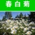 春白菊春黄菊种子多年生宿根花卉籽耐寒庭院室外景观绿化花草