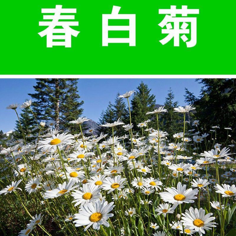 春白菊春黄菊种子多年生宿根花卉籽耐寒庭院室外景观绿化花草