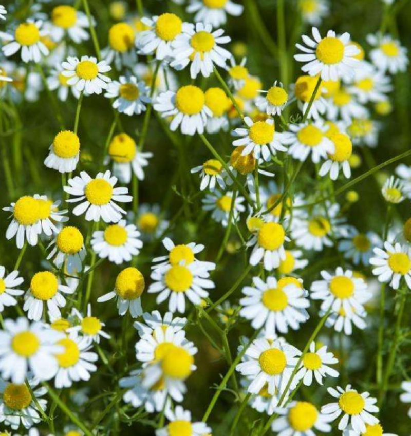 春白菊春黄菊种子多年生宿根花卉籽耐寒庭院室外景观绿化花草