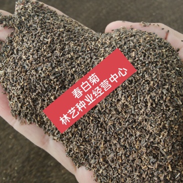 春白菊春黄菊种子多年生宿根花卉籽耐寒庭院室外景观绿化花草