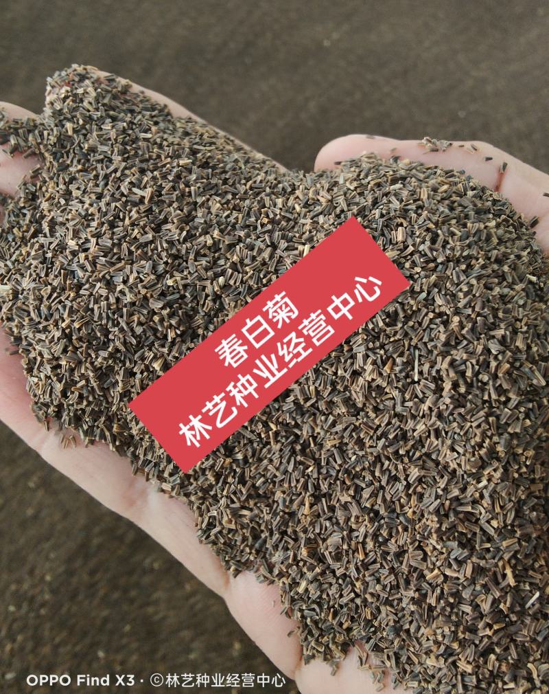 春白菊春黄菊种子多年生宿根花卉籽耐寒庭院室外景观绿化花草