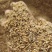 8个粮碎小麦