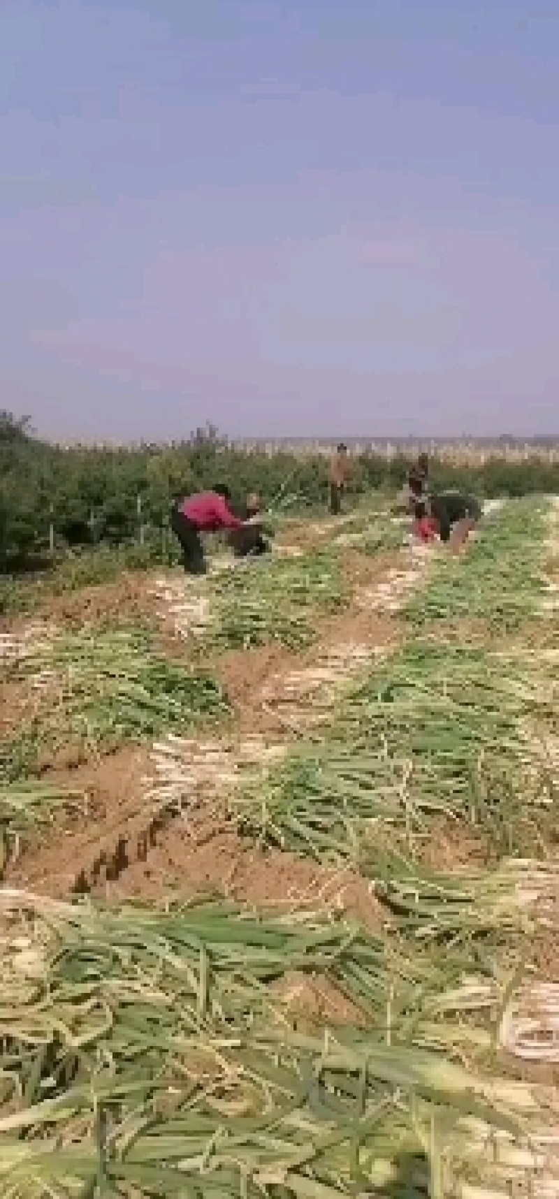 山西大葱，鸡腿葱直供中