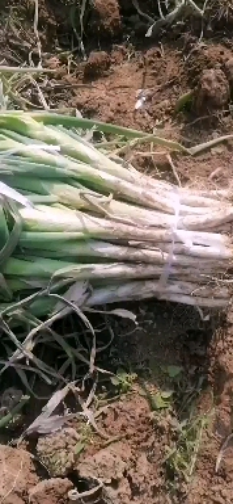 山西大葱，鸡腿葱直供中