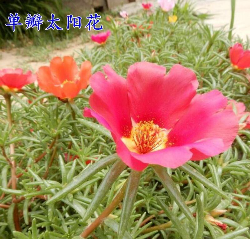重瓣太阳花种子四季播种松叶牡丹易活开花不断室内阳台盆栽