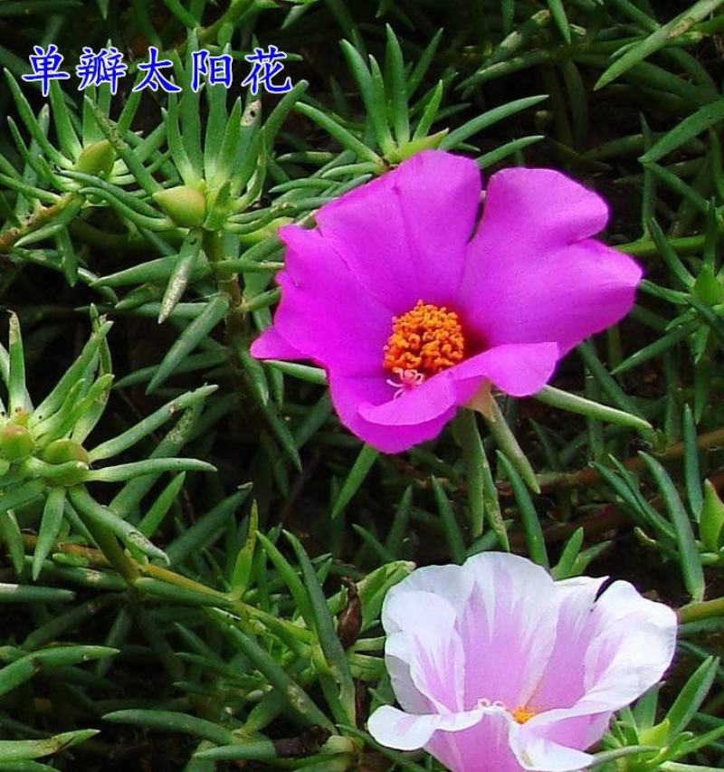 重瓣太阳花种子四季播种松叶牡丹易活开花不断室内阳台盆栽