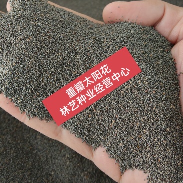 重瓣太阳花种子四季播种松叶牡丹易活开花不断室内阳台盆栽