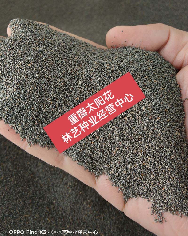 重瓣太阳花种子四季播种松叶牡丹易活开花不断室内阳台盆栽