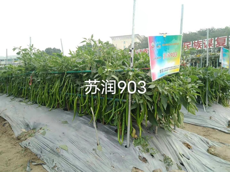 基地专用长线椒种子苏润903青红两用嫩绿色线椒种籽辣味强