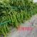 基地专用长线椒种子苏润903青红两用嫩绿色线椒种籽辣味强