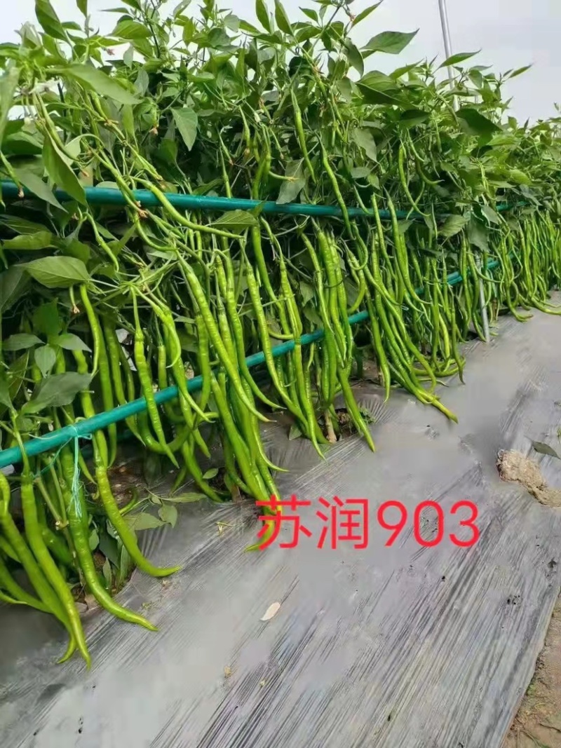 基地专用长线椒种子苏润903青红两用嫩绿色线椒种籽辣味强