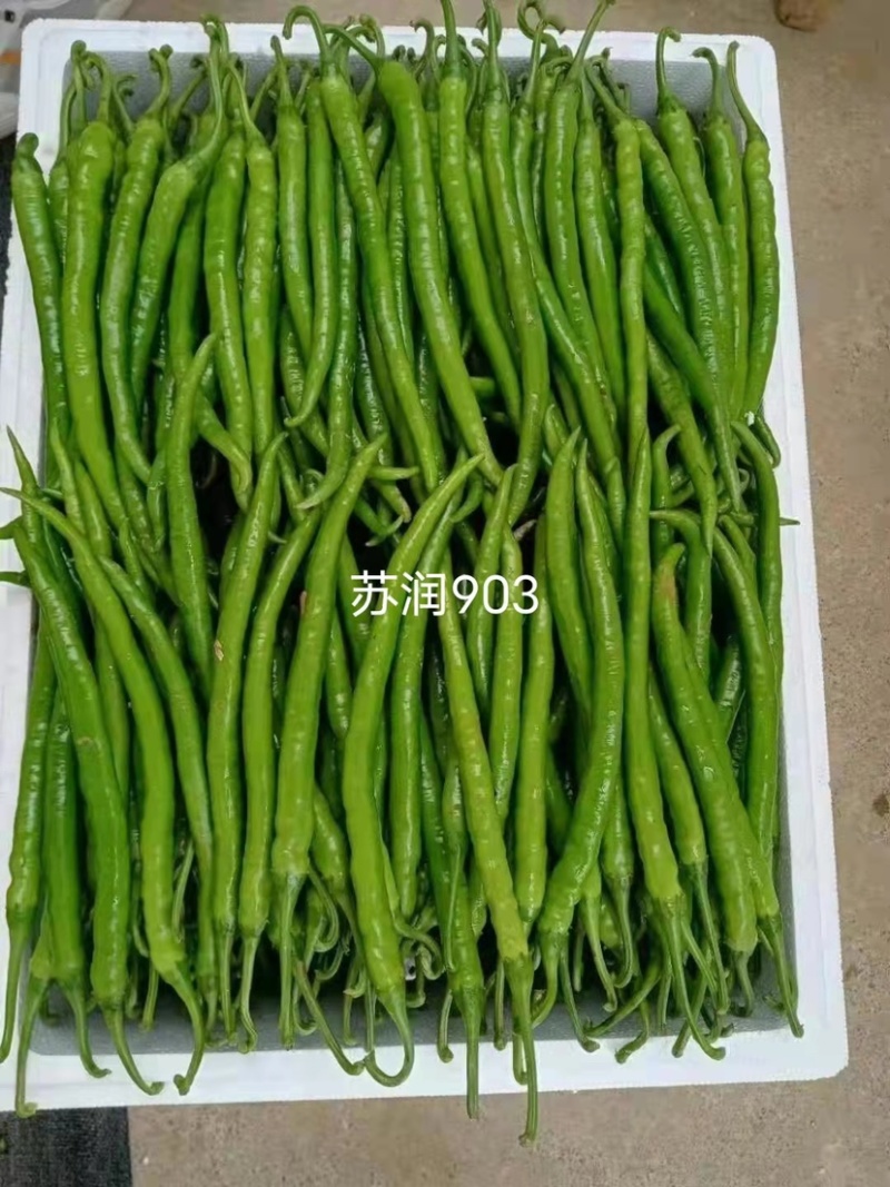 基地专用长线椒种子苏润903青红两用嫩绿色线椒种籽辣味强
