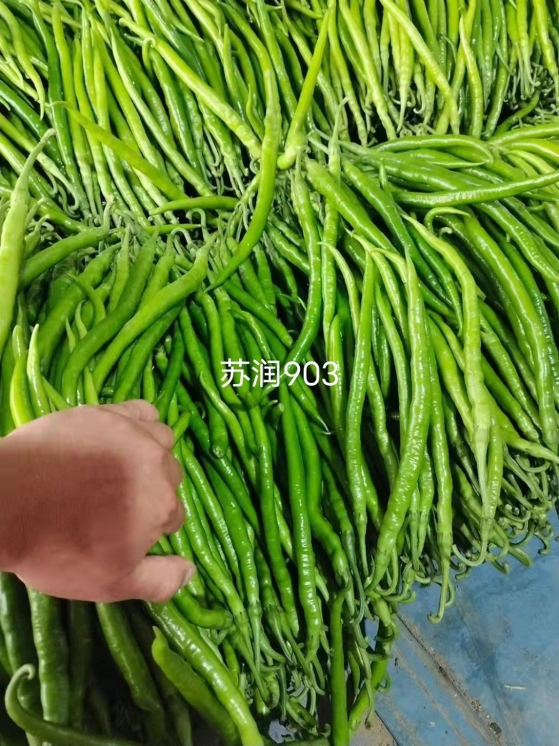 基地专用长线椒种子苏润903青红两用嫩绿色线椒种籽辣味强