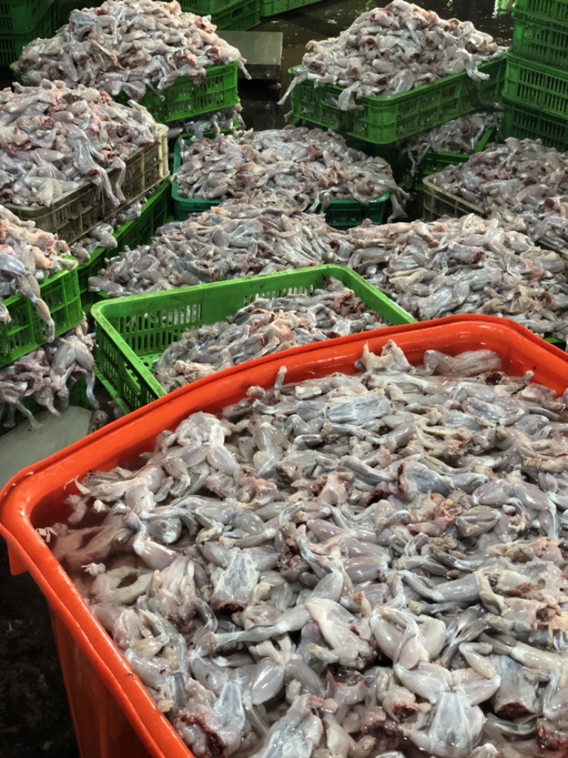 无冰衣新鲜现杀牛蛙肉牛蛙肉去皮去内脏去脚趾批发