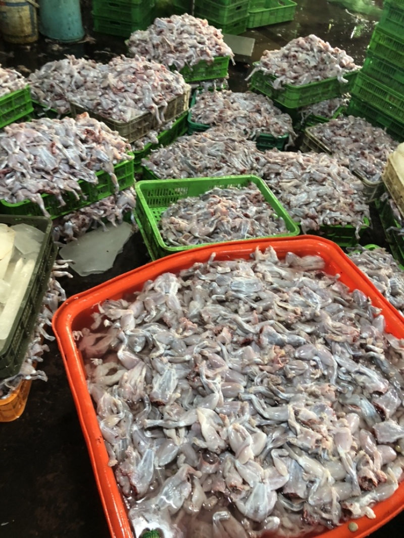无冰衣新鲜现杀牛蛙肉牛蛙肉去皮去内脏去脚趾批发