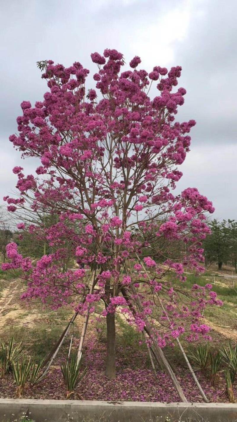 红花风铃木种子黄花风铃木种子园林绿化苗木树苗种子