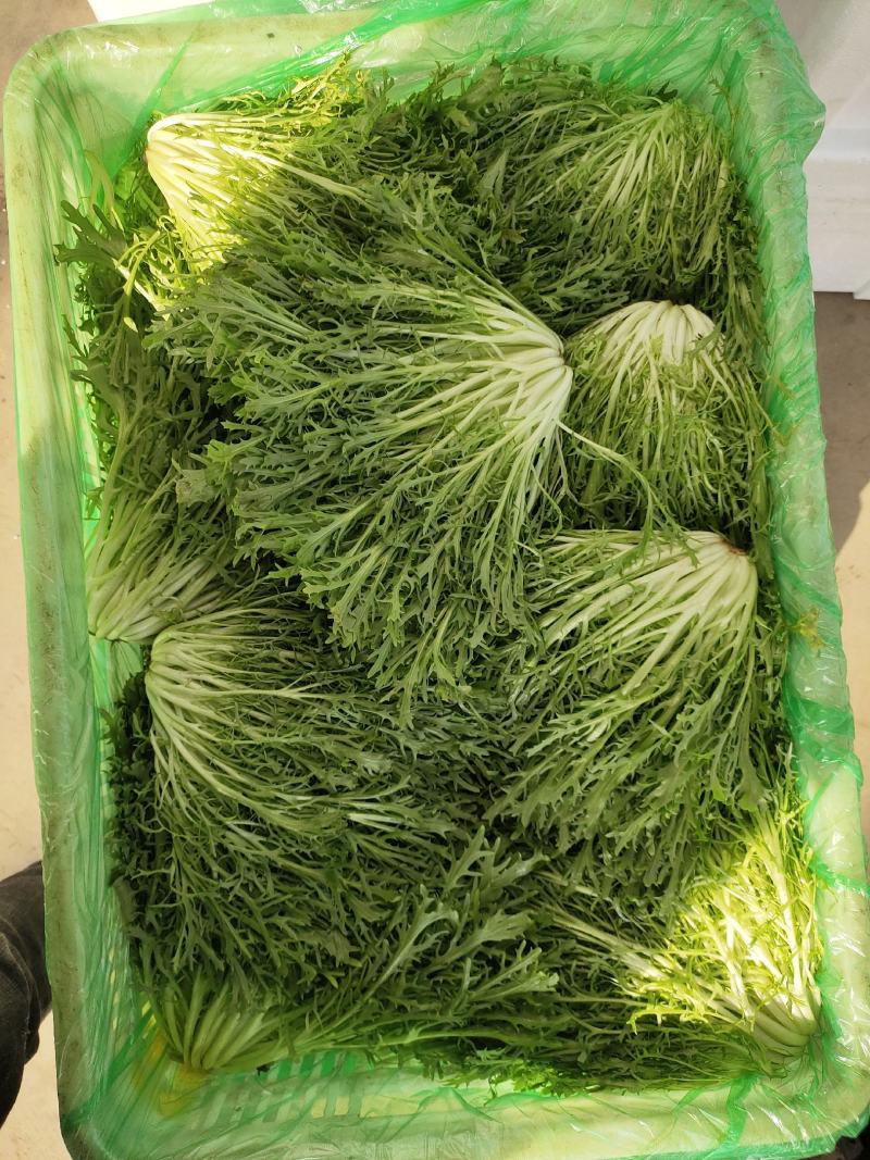 苦苣，精品苦苣，全年供应，各种包装齐全，
