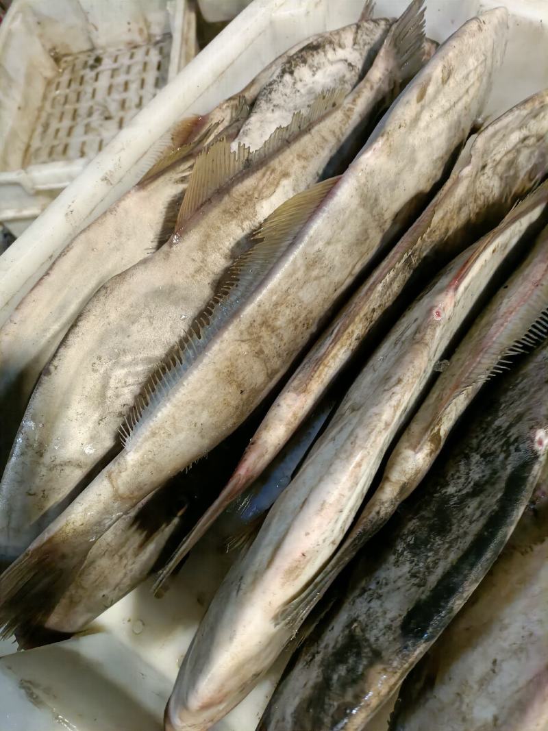马面鱼新鲜扒皮鱼大耗子鱼老鼠鱼海产品批发海鲜
