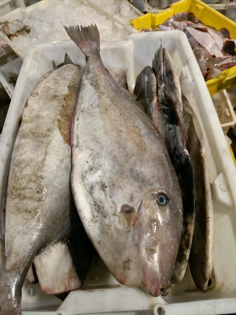 马面鱼新鲜扒皮鱼大耗子鱼老鼠鱼海产品批发海鲜