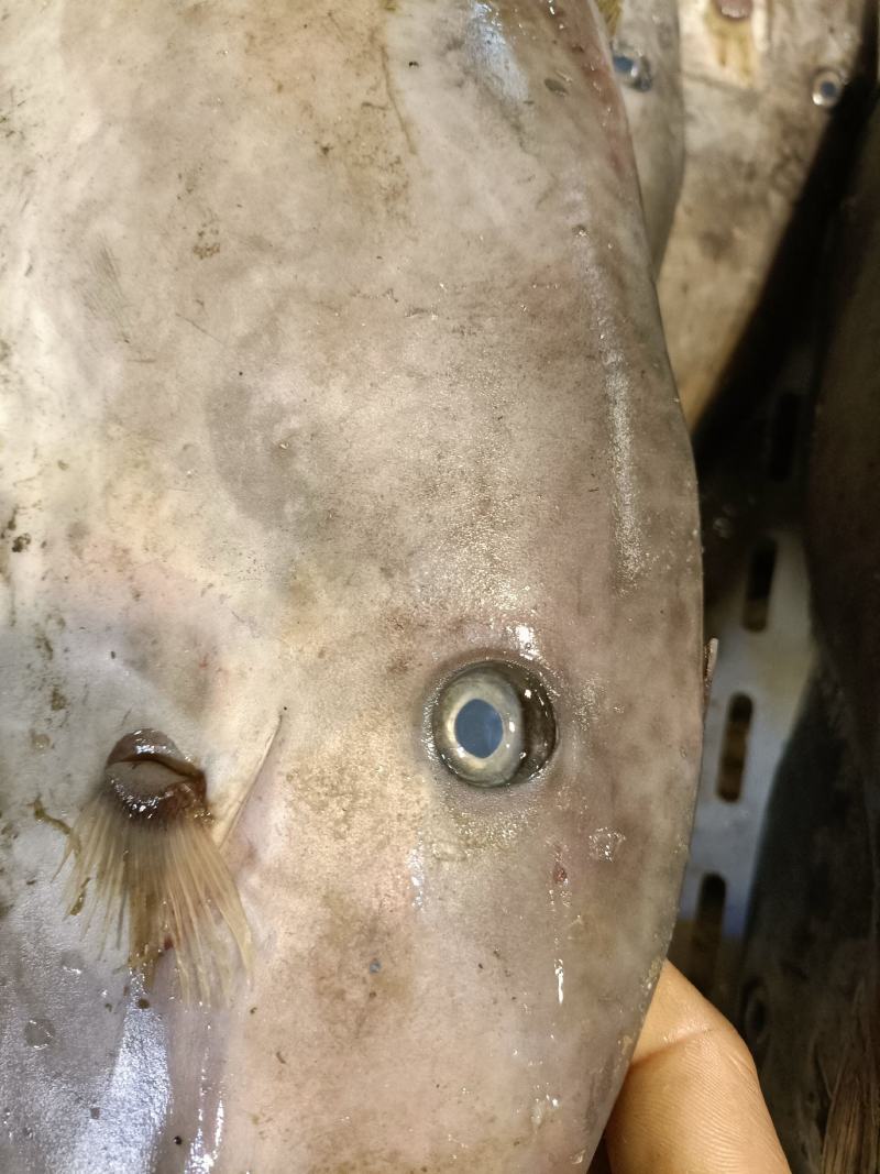 马面鱼新鲜扒皮鱼大耗子鱼老鼠鱼海产品批发海鲜