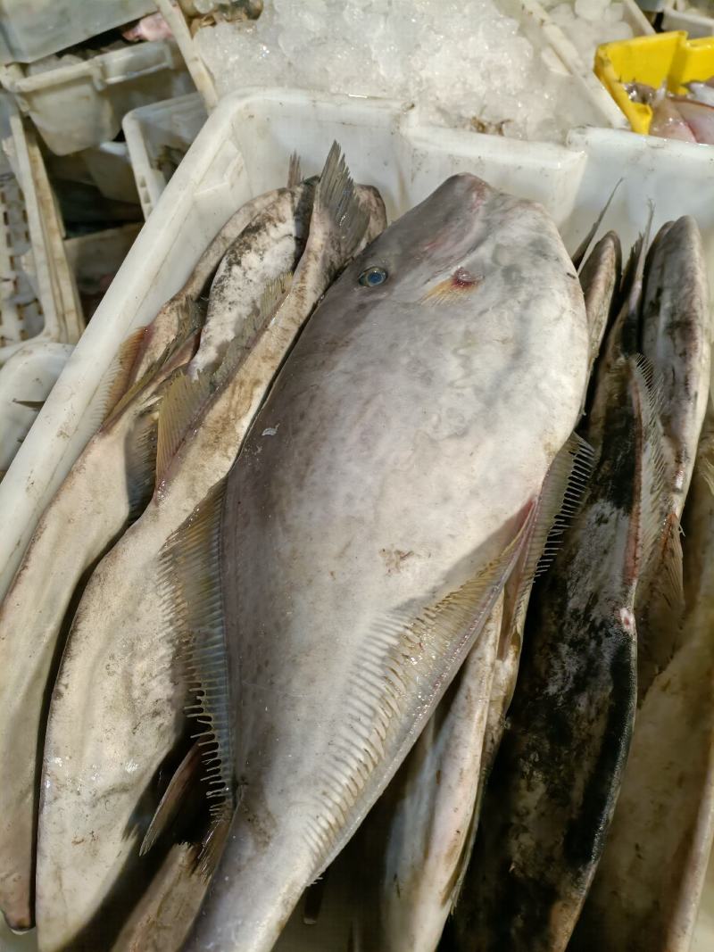 马面鱼新鲜扒皮鱼大耗子鱼老鼠鱼海产品批发海鲜