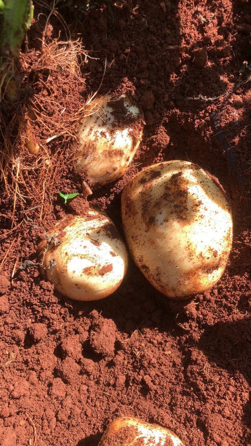 【精品】云南三亩大基地土豆丽薯六号白皮白心纯度高一级薯