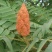 火炬树种子四季常青庭院鹿角漆火炬漆工程绿化树苗林木种子