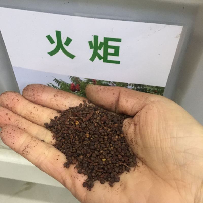 火炬树种子四季常青庭院鹿角漆火炬漆工程绿化树苗林木种子