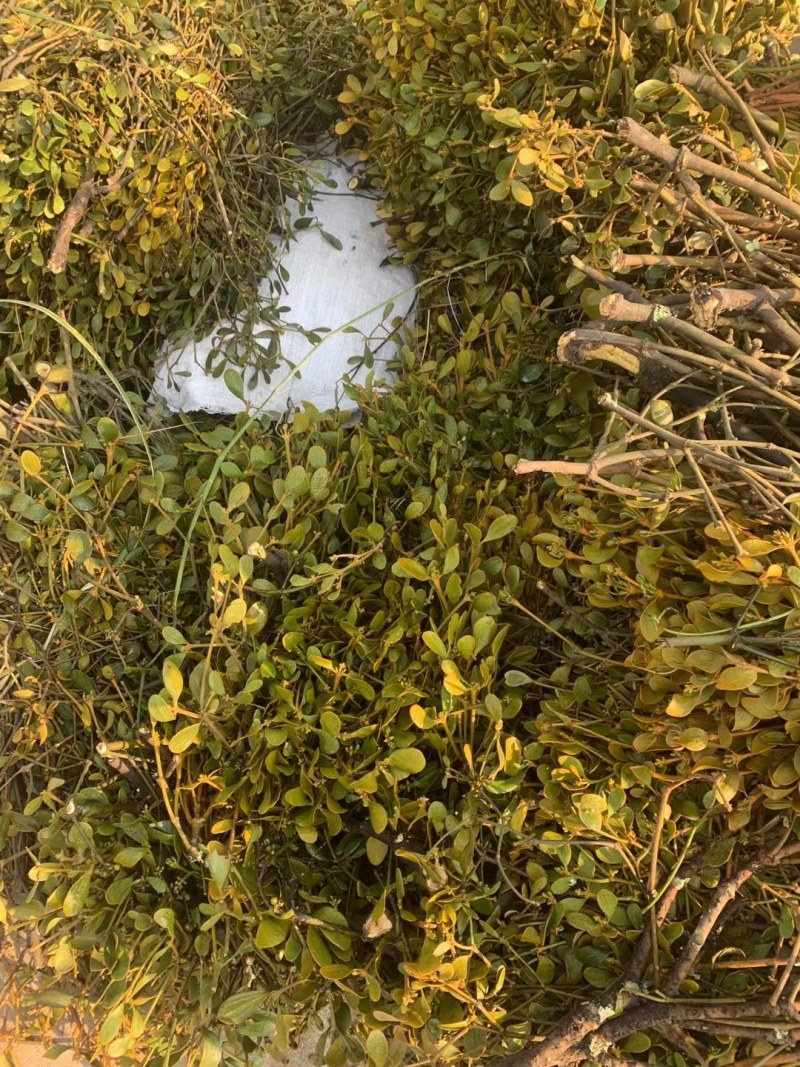 云南深山本土野生名贵中药材桑寄生，分布广，采摘难！