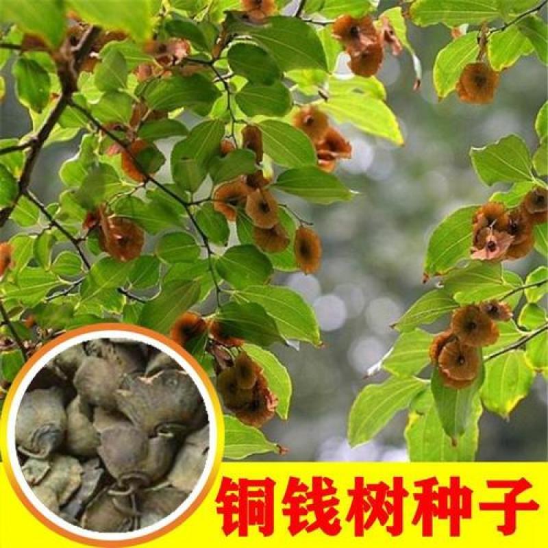 散装铜钱树种子铜钱柳种子鸟不宿金钱树种子摇钱树种子