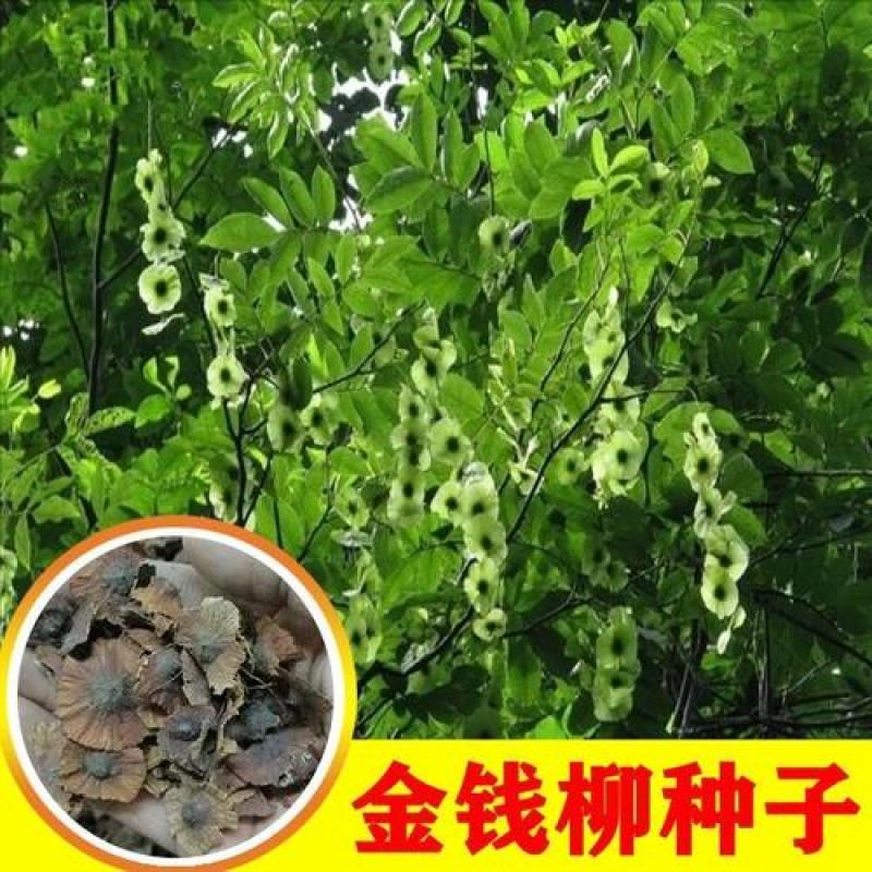 散装铜钱树种子铜钱柳种子鸟不宿金钱树种子摇钱树种子