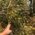 云南深山本土野生名贵中药材桑寄生，分布广，采摘难！