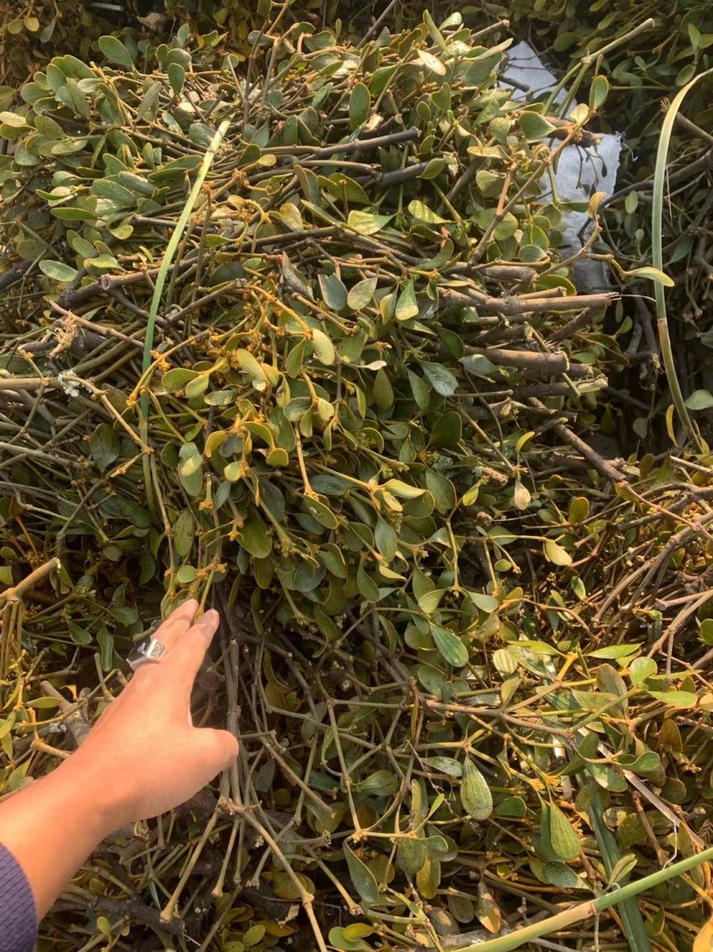 云南深山本土野生名贵中药材桑寄生，分布广，采摘难！