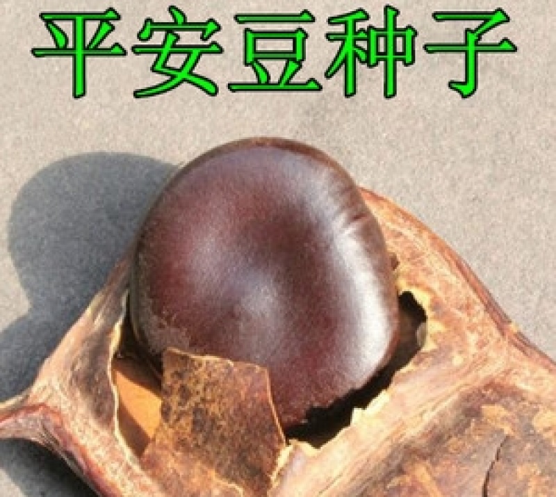 平安豆种子龙豆种子罗汉豆种子九龙藤种子中药材种子