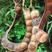 平安豆种子龙豆种子罗汉豆种子九龙藤种子中药材种子