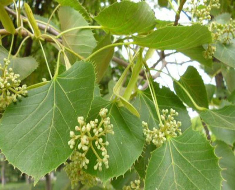 椴树种子紫椴种子千层皮火绳树青科榔大叶椴种子